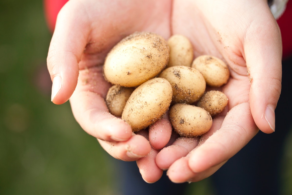 brambory v ruce