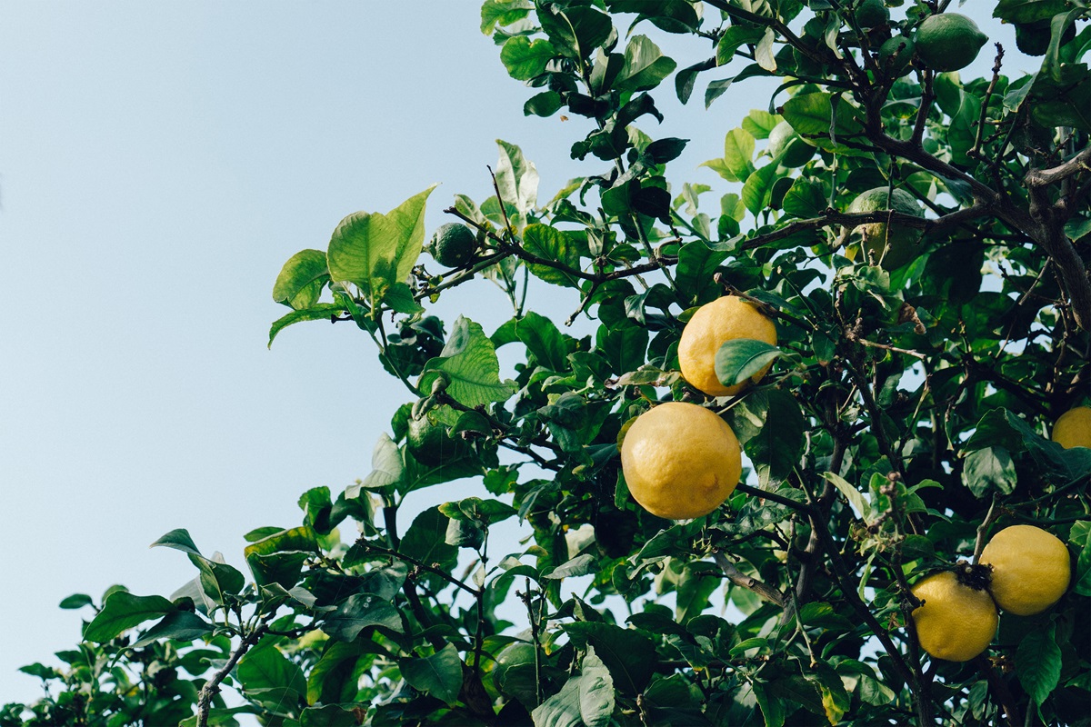 citrony na větvi